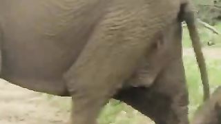 Just a baby elephant doing baby elephant things