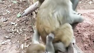 a nosy monkey who was bitten by his brother