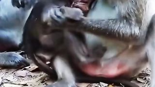 Baby monkeys can't breastfeed from their mothers