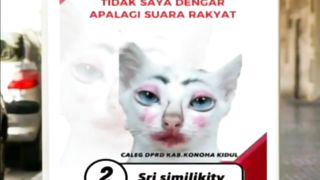 Kucing Na Bingung Memilih