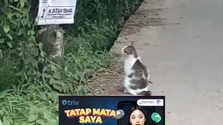 Kucing Na Terpesona Dengan Foto Banner Tersebut