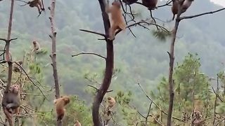 a group of monkeys enjoying the afternoon in a tree
