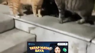Drama Percintaan Versi Kucing