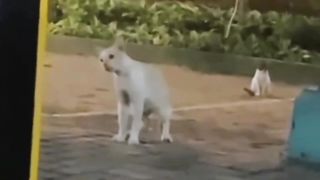 Kucing Betina Bingung Mencari Anaknya