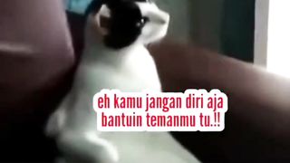 Majikan Galak Versi Kucing