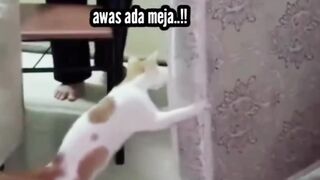 Kucing Pintar & Rajin Bantu Papi
