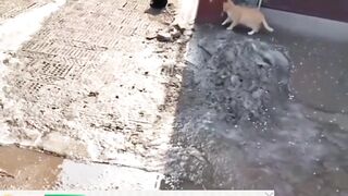 Kucing Oyen Takut Ketemu Sama Kucing Hitam