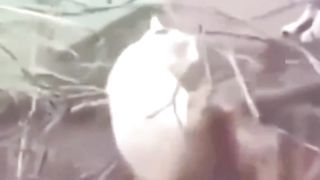 Kucing Belang Pamer Gaya