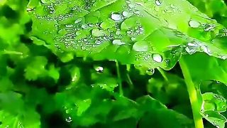 Beautiful clicks of beautiful village life _ Village life _ gaon mera mujhe yaad aata raha