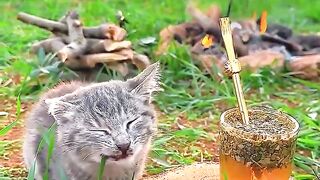 Beautiful clicks of simple village life _ Beautiful village life _ گاؤں کی سادہ زندگی