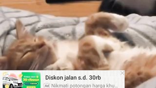 Pesta Kembang Api Malam Tahun Baru