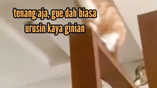 Mpuuuus Oyen Perbaiki Lampu