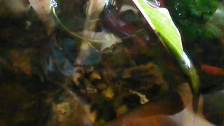 Nutare