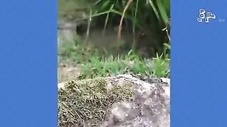 FUNNY Pet Fails - BEST Animal Compilation 4