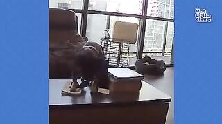 FUNNY Pet Fails - BEST Animal Compilation 5