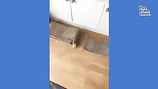 FUNNY Pet Fails - BEST Animal Compilation 6
