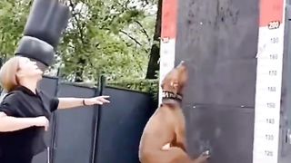 Two dog with different behavior