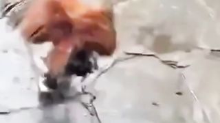 Петух в сапогах
