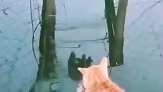 Funny cats