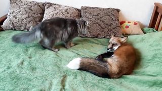 ЛисЯша в гостях у кота Тихона.