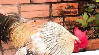 Rooster