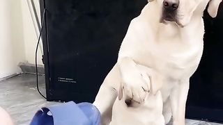 Amour maternel inflexible_ Une maman chien protège ses chiots du danger.