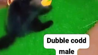 Cat for sale in Pakistan
