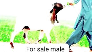 Goats for sale in Pakistan and