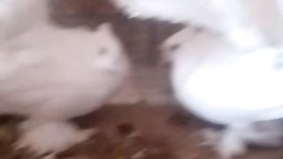 Pigeon for sale in Pakistan and Bangladesh