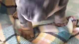 #dog #pitbull #beautiful #fy