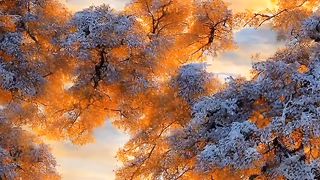 Snow winter video