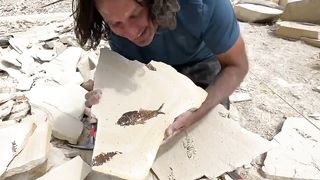 Some of the BEST Fossil Fish on Earth found here-