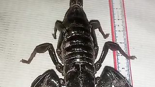 The scorpion