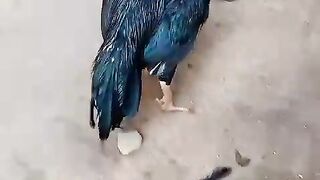 The kukar ll kukarll rooster