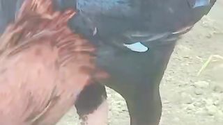 The dta.nding of rooster ll beautiful rooster