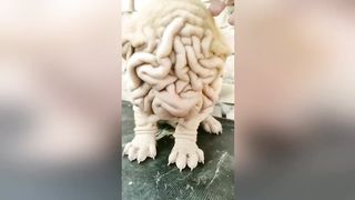 О их Существовании Вы даже и не знали. Генетические Мутации у Животных.