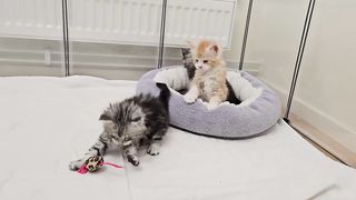 Kittens Meet Big Uncle Buster for the First Time