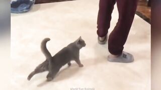 Funny Animal videos????Funniest Cats???? and Dogs???? 2024