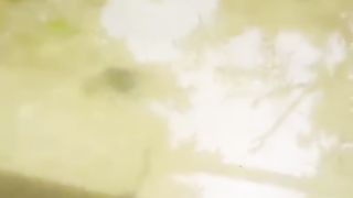 Hari pertama larva lele menetas, harus full kontrol dikhawatirkan ada hama pengganggu