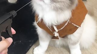 Does your cat do that