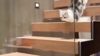 Cat  funny videos