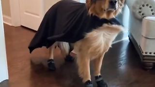 My dog has lots of costumes!