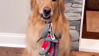 My dog has is own rain jackets! #dog #goldenretriever