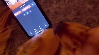 My dog has a ring doorbell ????. #goldenretriever #dog