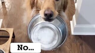 My dog talked with his ancestor! ???? #dog #goldenretriever