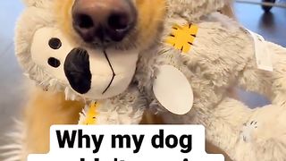 My dog wouldn’t survive in the wild! #dog #goldenretriever