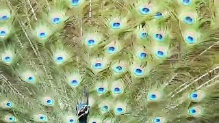 A peacock peacocking ????