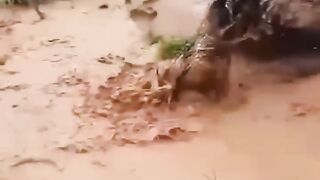 Funny Short Video #funnyfails #humor