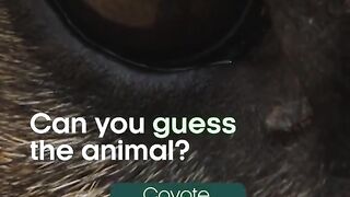 Can you tell who this furry face belongs to？ ｜ Dogs in the Wild ｜ BBC Earth