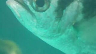 Archerfish 1 ???? PE3 crew 0 ???? #PlanetEarth3